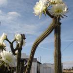 cactus rose